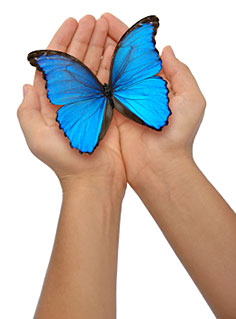 blue butterfly